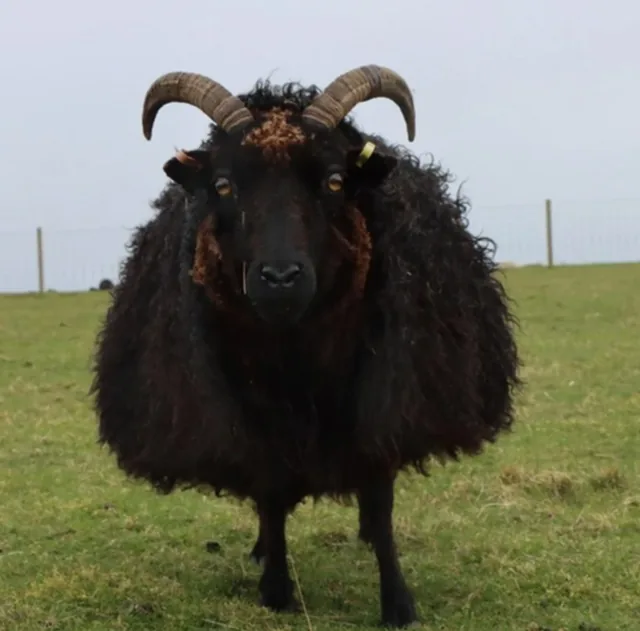 The AT, a black horned sheep