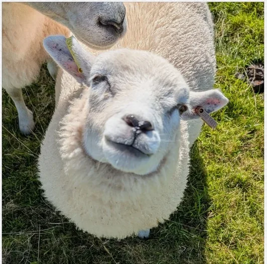 Wonky the sheep