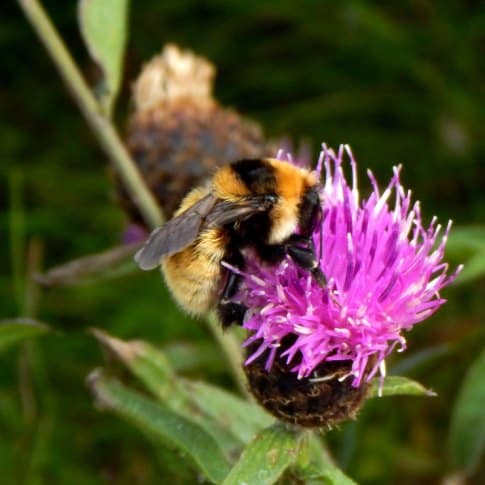 GYBB queen on knapweed, John Bowler