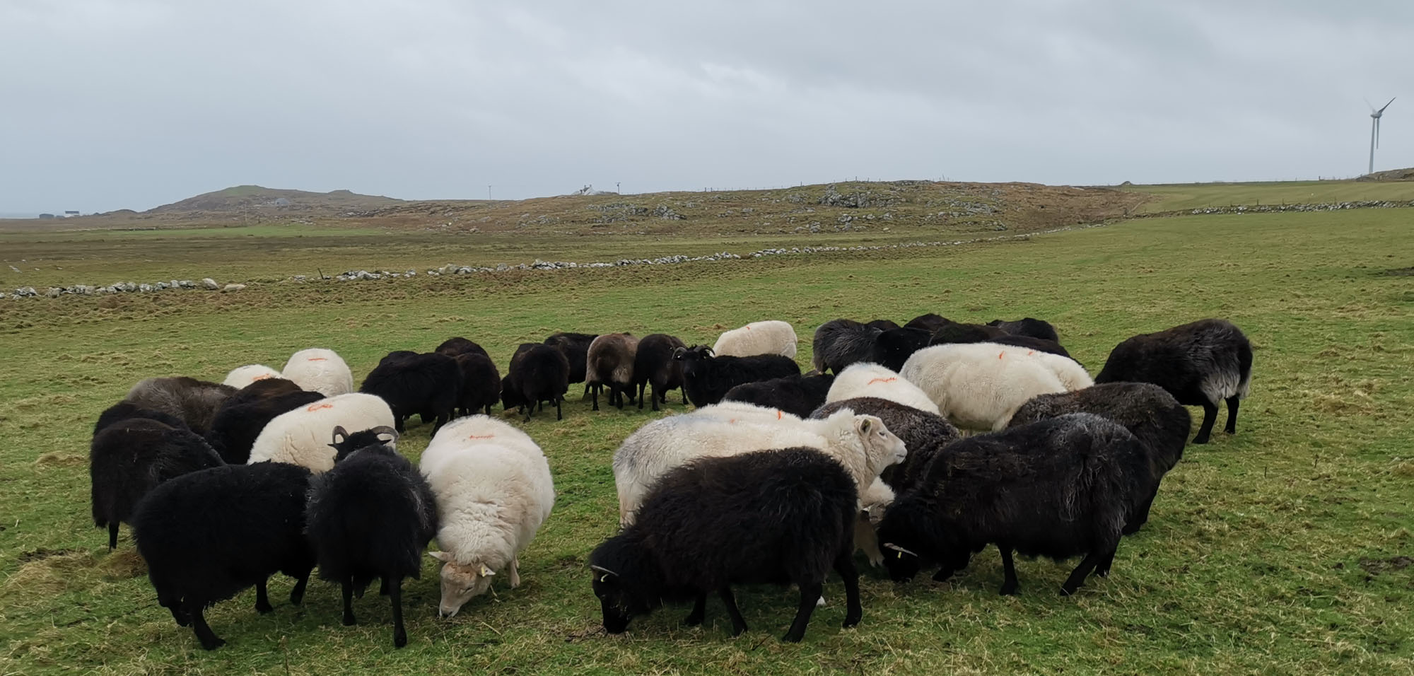 The Countdown to Lambing has begun!