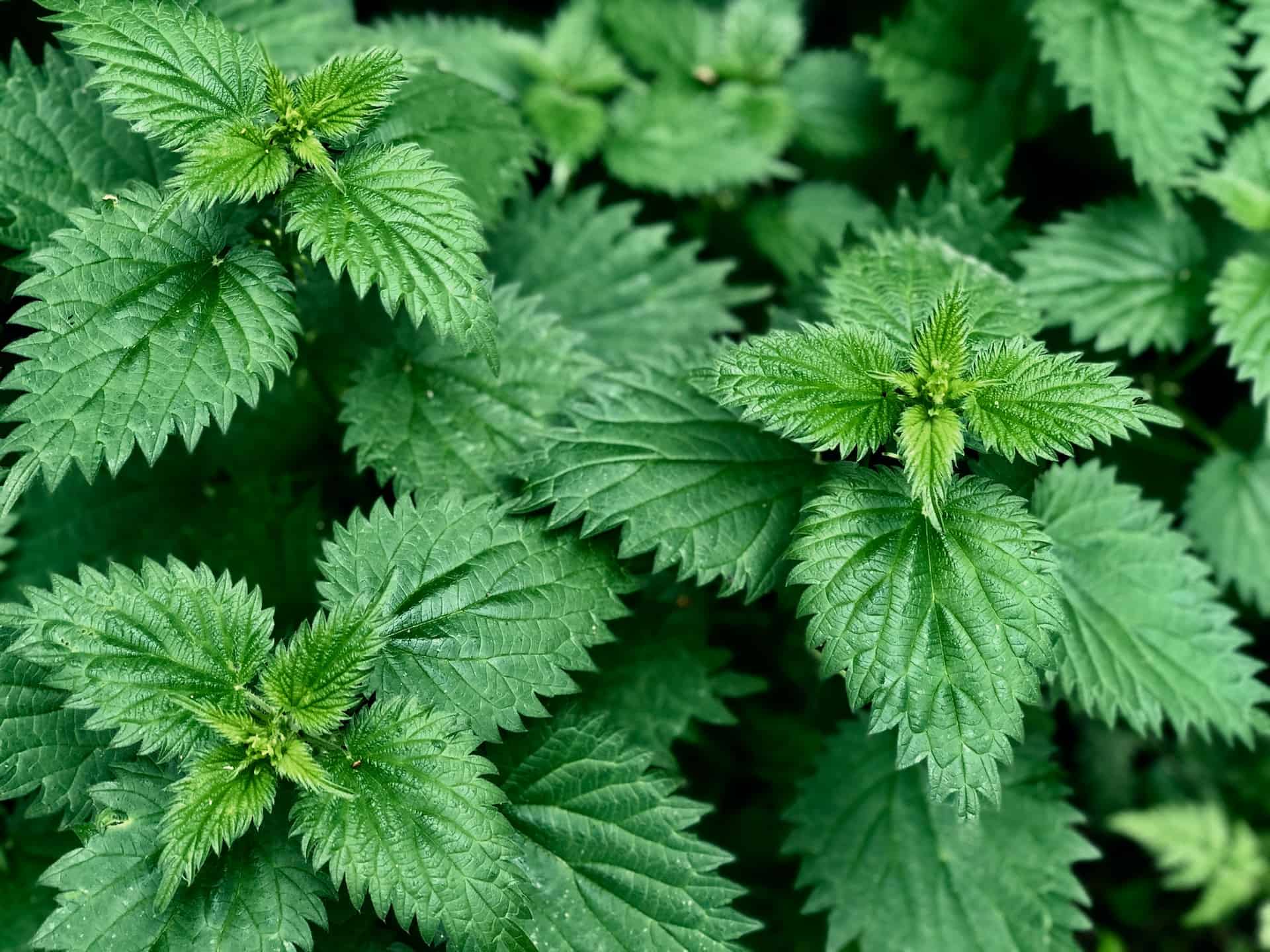 Brewing up a storm: exploring the potential benefits of nettle tea