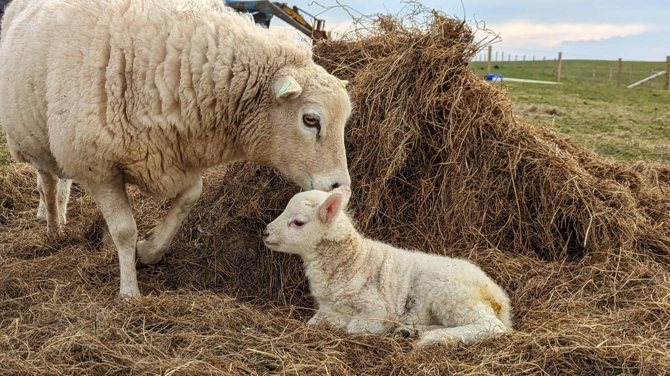 What is Crofting? A Journey Through Time and Tradition